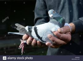 a-man-holding-his-racing-pigeon-picture-scott-bairstowalamy-EKAENN